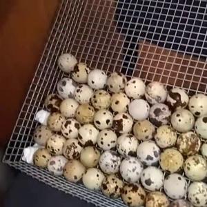  Инкубационные яйца перепела породы фараон