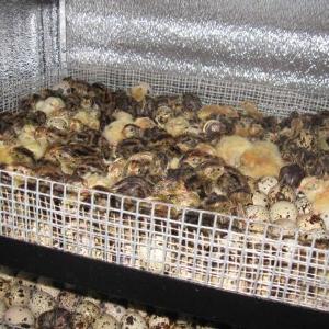  Инкубационные яйца перепела породы фараон