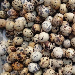  Инкубационные яйца перепела породы фараон