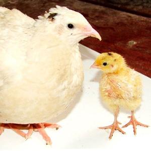 Инкубационные яйца Техасского перепела 